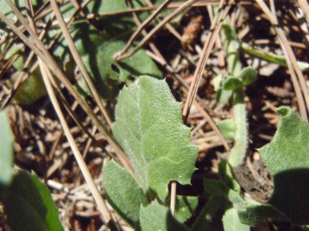 Centaurea sphaerocephala
